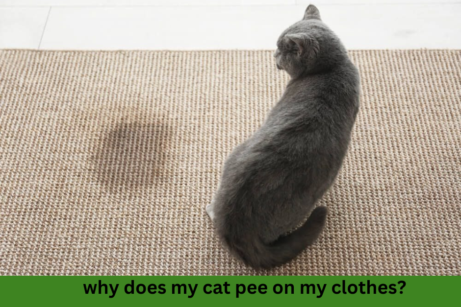 Why Does My Cat Pee on My Clothes?